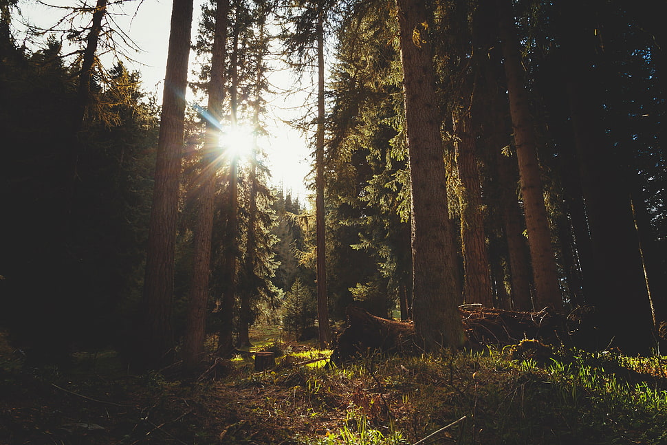 brown tree trunk, trees, nature, Sun, forest HD wallpaper