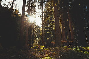 brown tree trunk, trees, nature, Sun, forest