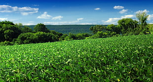 green plant field with trees under blue sky