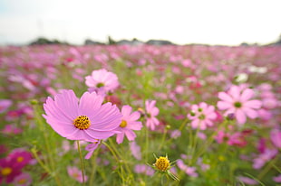 pink Cosmos flower field in bloom during daytime HD wallpaper