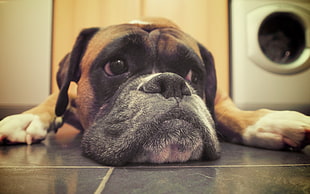 brown short-coated dog laying on gray marble tile