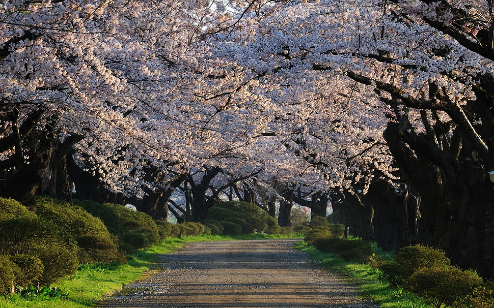 gray road between white leafed tree HD wallpaper