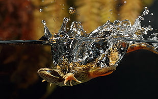 underwater photo of brown frog diving on water during daytime HD wallpaper