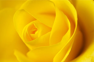 yellow rose HD wallpaper