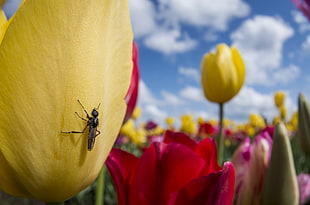 black Robber fly on yellow tulip flower, tulips