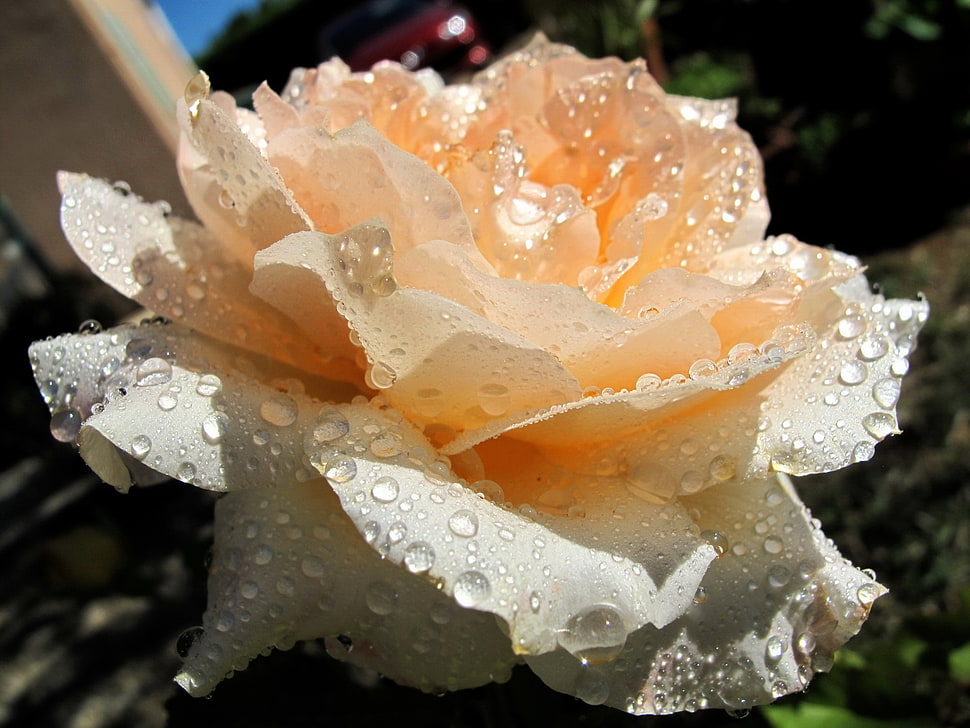 yellow rose with water drops HD wallpaper