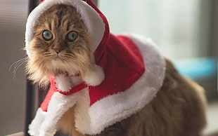 tabby cat wearing Santa shirt