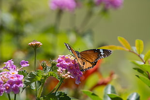 brown and blakc butterfly on purple flower