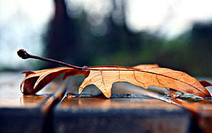 macro shot photography of brown leaf