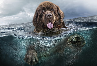 Newfoundland dog on the body of water painting
