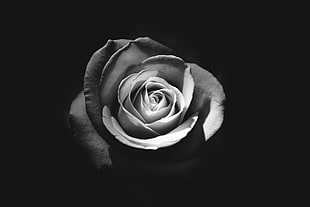 gray scale photo of rose