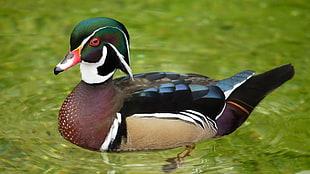 mallard duck, birds, water, duck, Wood Duck HD wallpaper