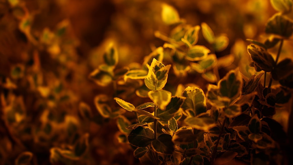 green leaves, flowers, macro, nature, blurred HD wallpaper