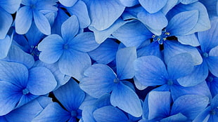blue flowers, nature, blue, blue background, flowers HD wallpaper