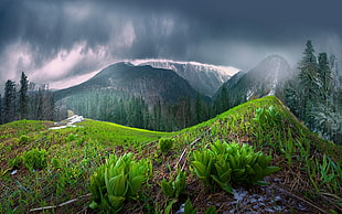 landscape photo of mountain, mist, nature, landscape, spring HD wallpaper