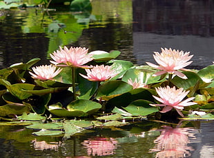 pink Waterlily flowers at daytime