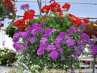 photo of purple petaled flowers