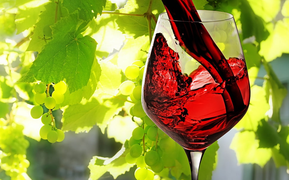 clear wine glass, nature, plants, photography, leaves HD wallpaper