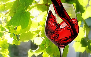 clear wine glass, nature, plants, photography, leaves HD wallpaper