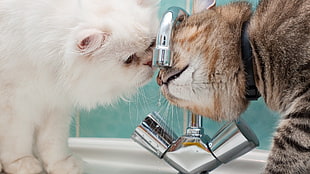 two white and brown cats drinking water on faucet