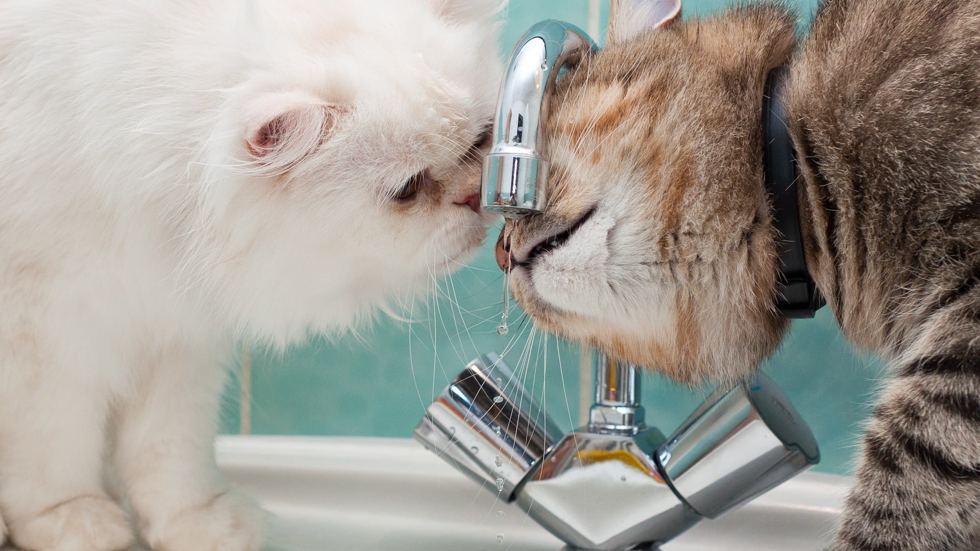 Two White And Brown Cats Drinking Water On Faucet Hd Wallpaper