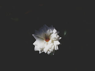 white Rosa foetida flower