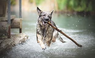 tan German shepherd, dog, animals, water, wet body