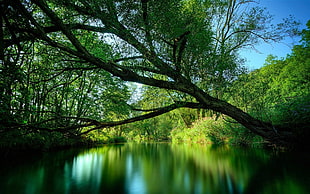lake surrounded with trees HD wallpaper