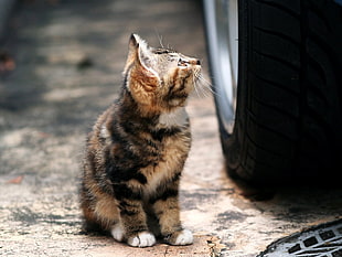 calico cat near auto wheel HD wallpaper