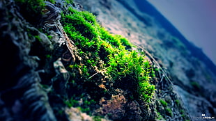 green grass, nature, moss, photography, green