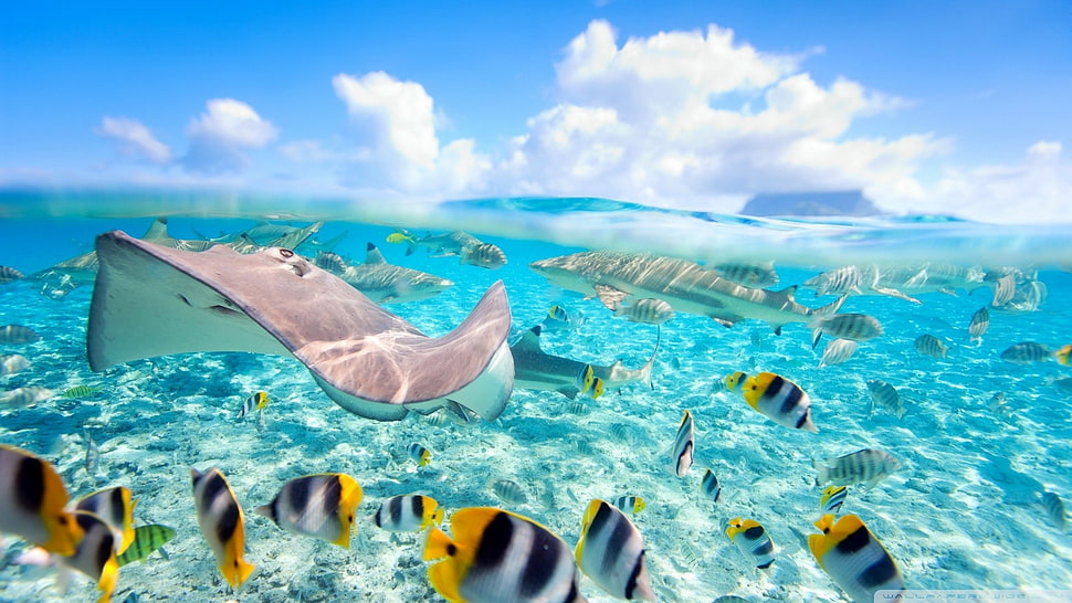 gray stingray and shark, fish, sea, split view, Stingray HD wallpaper