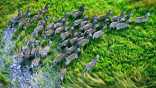 zebra lot digital wallpaper, nature, zebras, animals, running