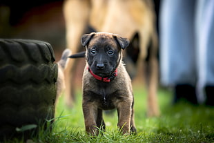 selective focus photography of fawn sable with black mask Belgian malinois puppy stands beside vehicle tire