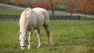 white horse, horse, animals HD wallpaper