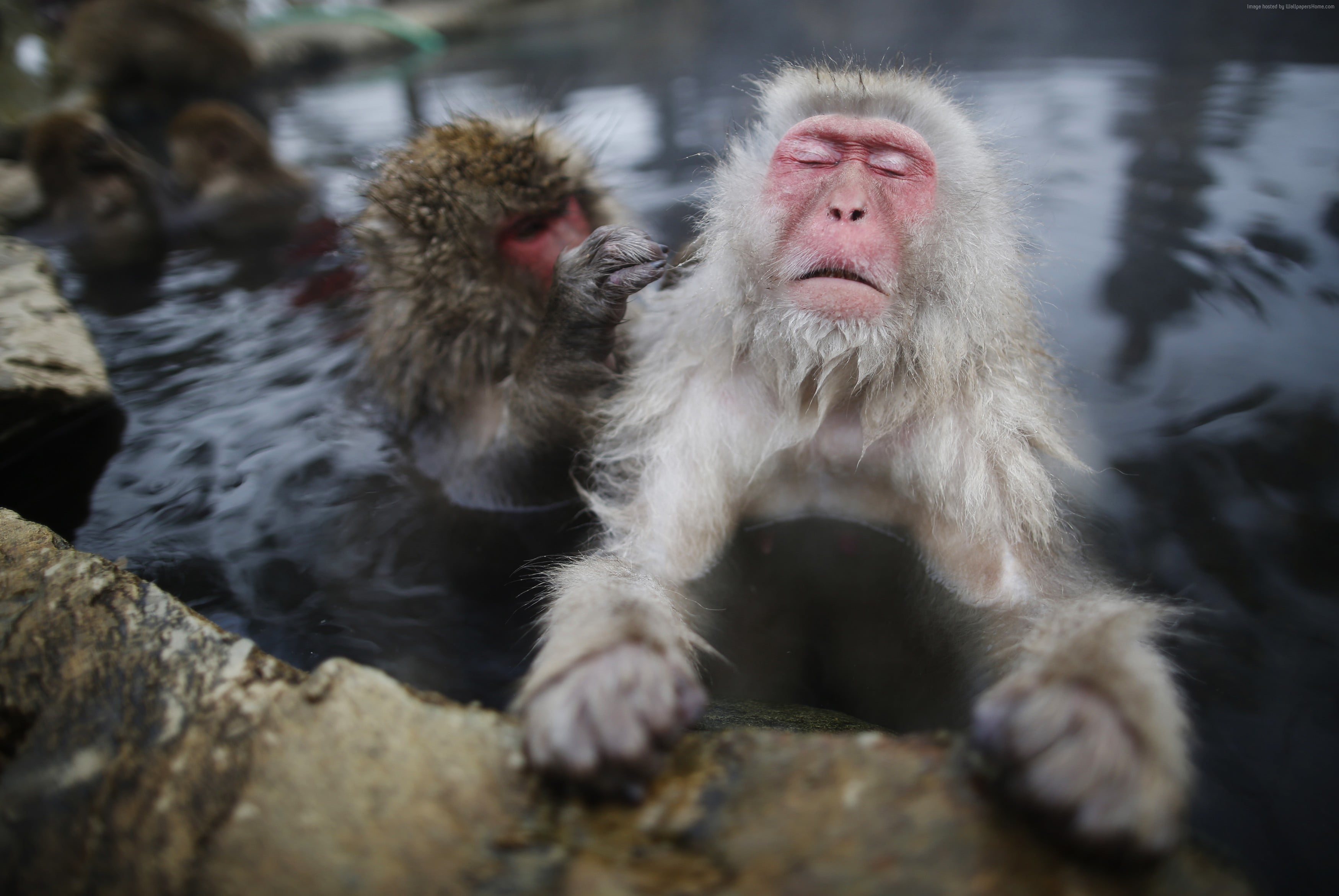 Обезьяна купается в теплой воде. Японский макаки в горячтх истоснтках. Японские мартышки в термальных источниках. Парк снежных обезьян Джигокудани. Снежные обезьяны в горячих источниках в Японии.