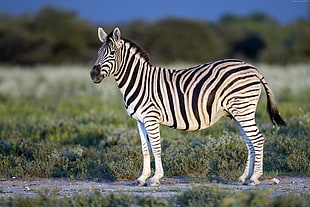 zebra standing on gray field