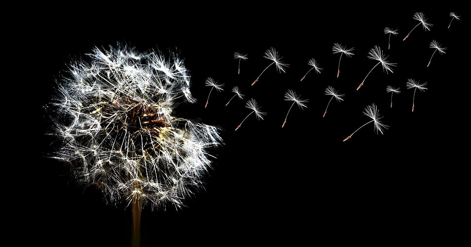 macrophotography of dandelion HD wallpaper