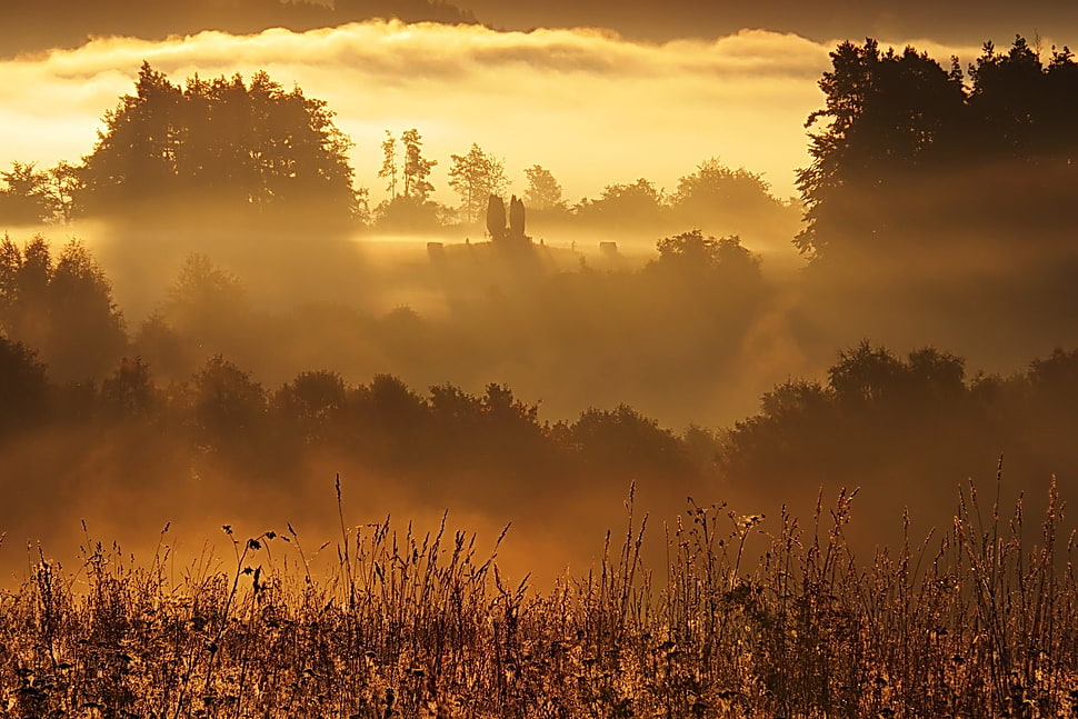 brown grass, sunlight, mist, forest HD wallpaper
