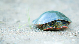 brown turtle, nature, animals, turtle, sand