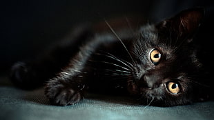 black cat, cat, animals, black cats HD wallpaper