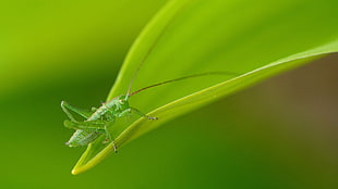 green grasshopper on selective focus photo, green, insect, macro, plants HD wallpaper