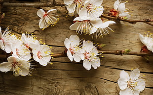 white flowers close up photo