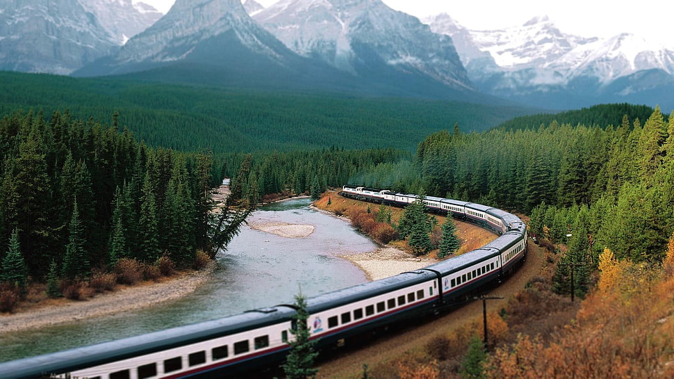 body of water between pine trees, train, mountains, forest, river HD wallpaper