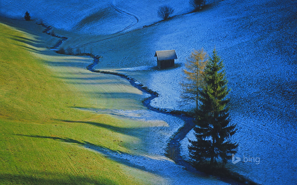 green pine tree, nature, trees, landscape, shadow HD wallpaper