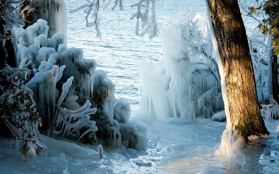 snow covered plants during daytime HD wallpaper