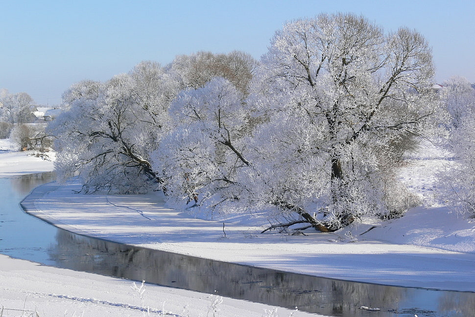 two white trees HD wallpaper