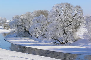 two white trees