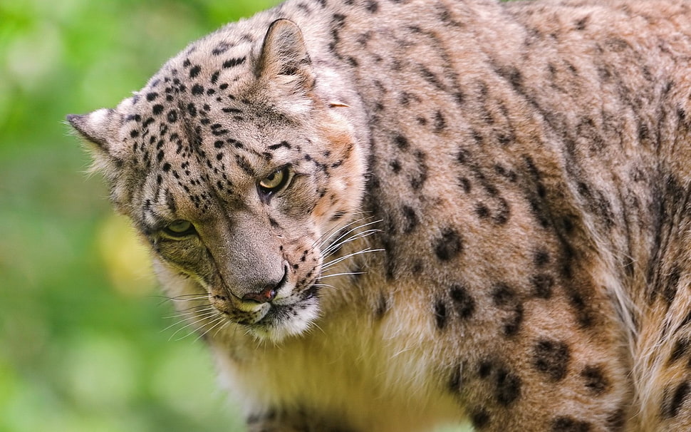brown cheetah HD wallpaper