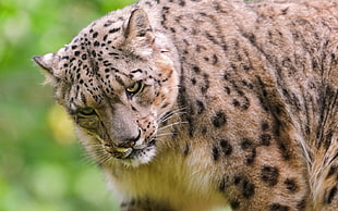 brown cheetah