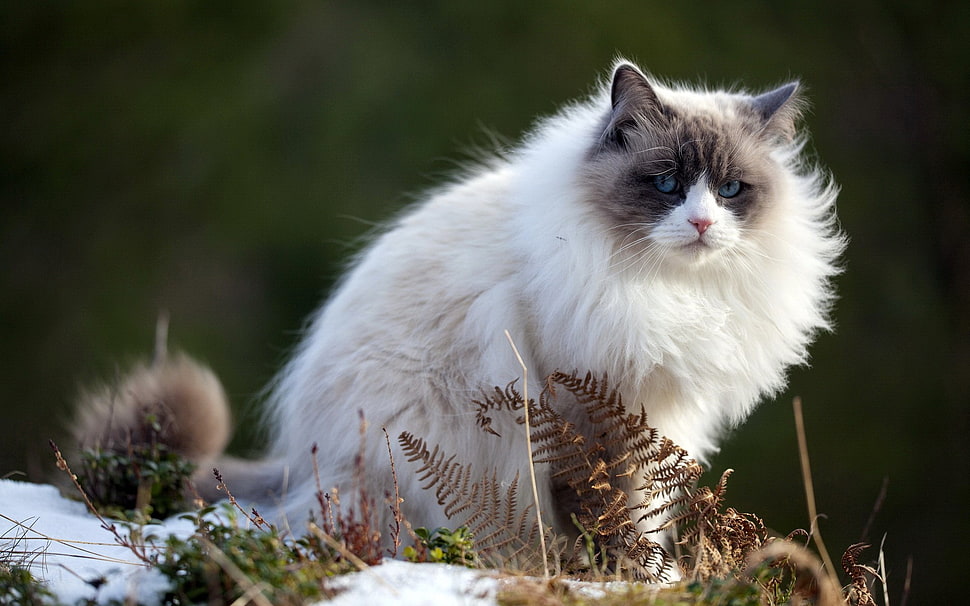 white and gray long-fur cat HD wallpaper
